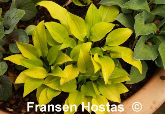 Hosta Golden Spades